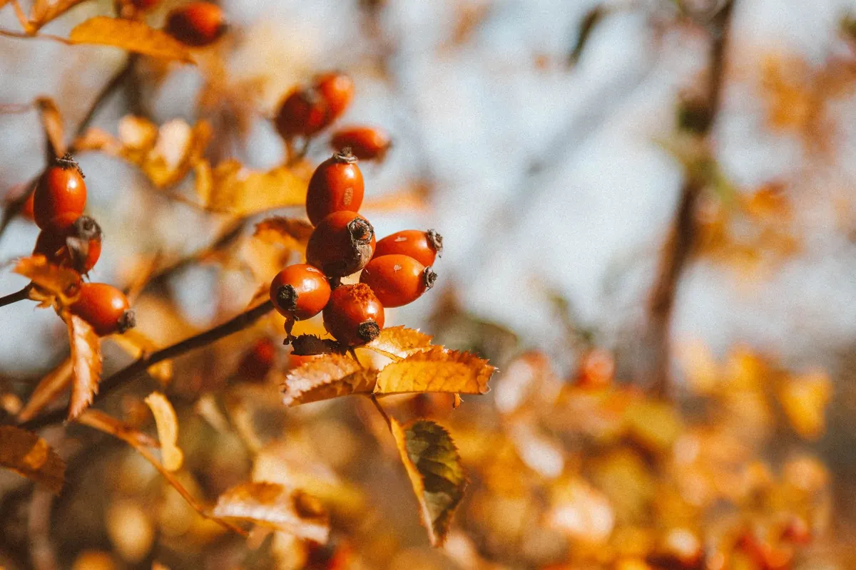 A Beginner's Guide to Identifying Common Hedgerow Berries in Late Summer
