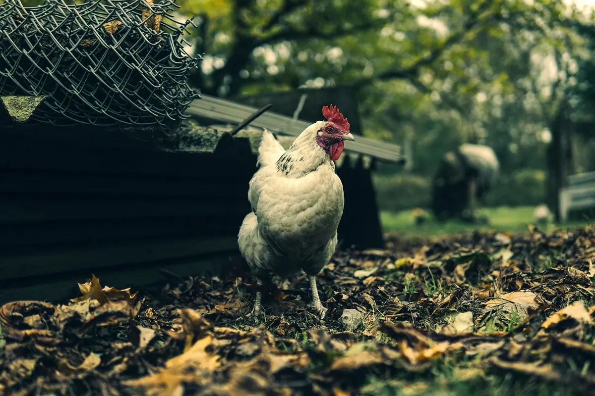 Common Mistakes When Keeping Backyard Chickens on a Smallholding
