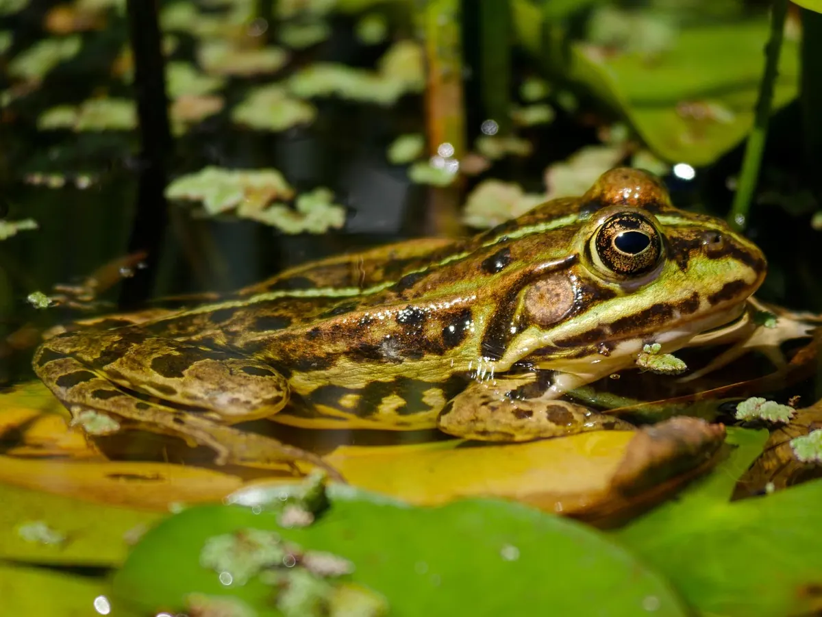 How to Build a Wildlife Pond Without a Liner in a Rural Garden
