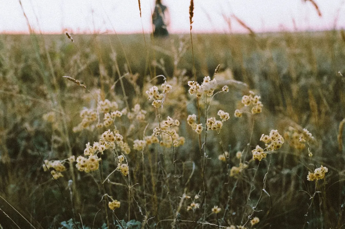 How to Create a Wildflower Meadow in a Small Field: A Year-by-Year Plan
